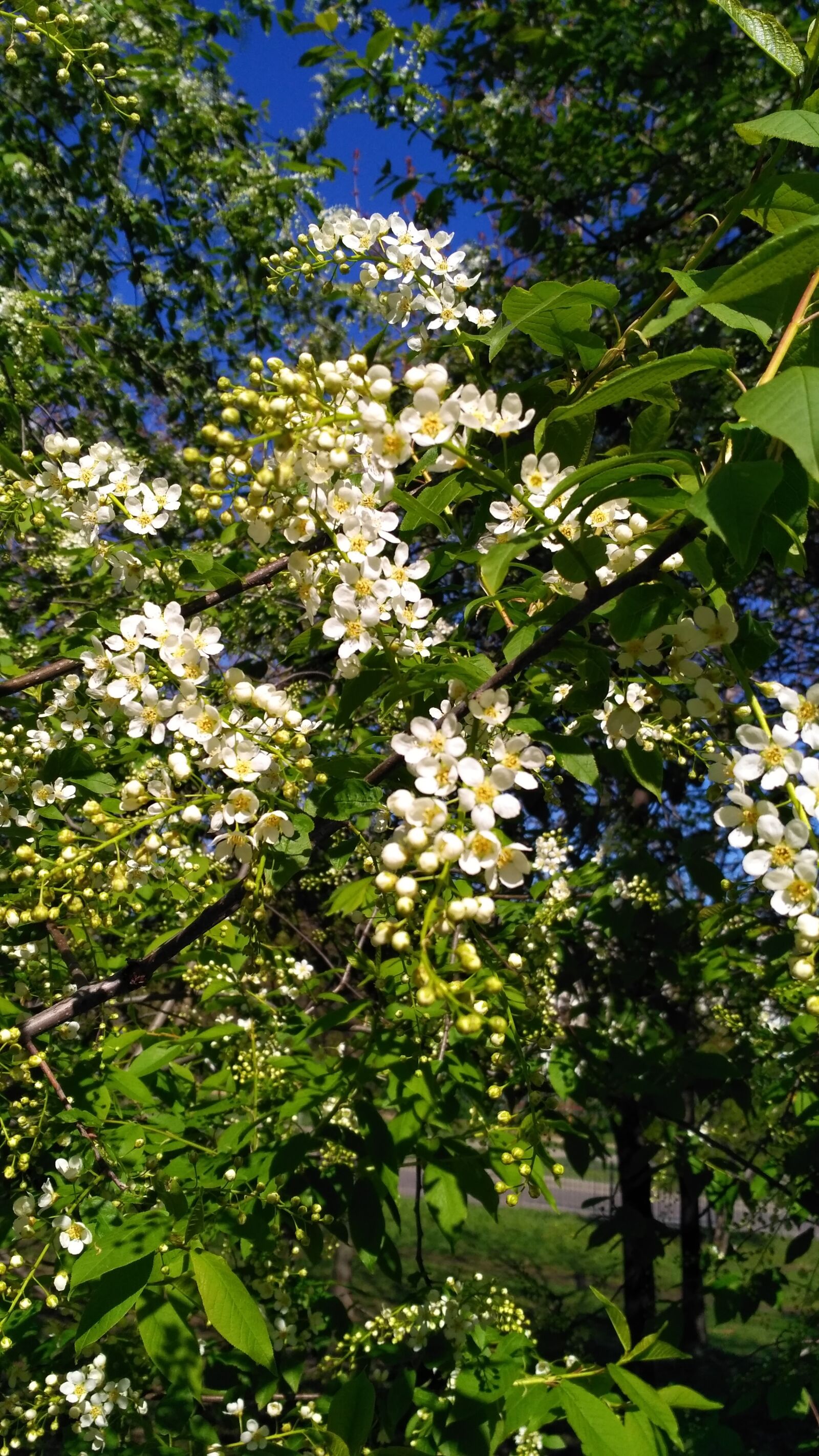 Xiaomi Redmi 3S sample photo. Bird cherry, may, flowers photography