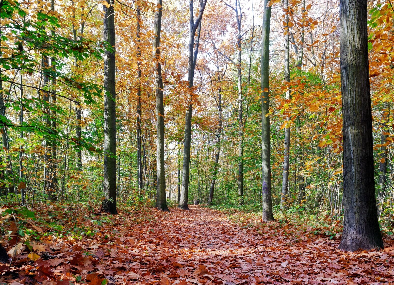 Nikon D3100 sample photo. Landscape, nature, autumn photography