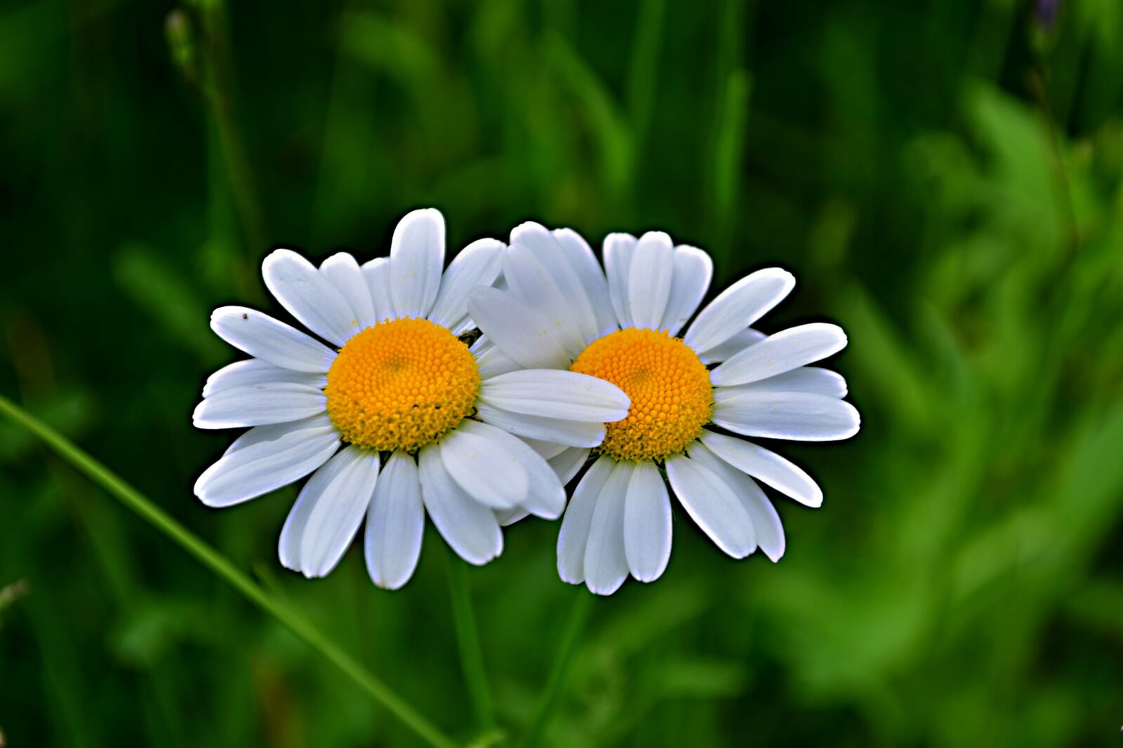 Nikon D5300 sample photo. Flower, marguerite photography