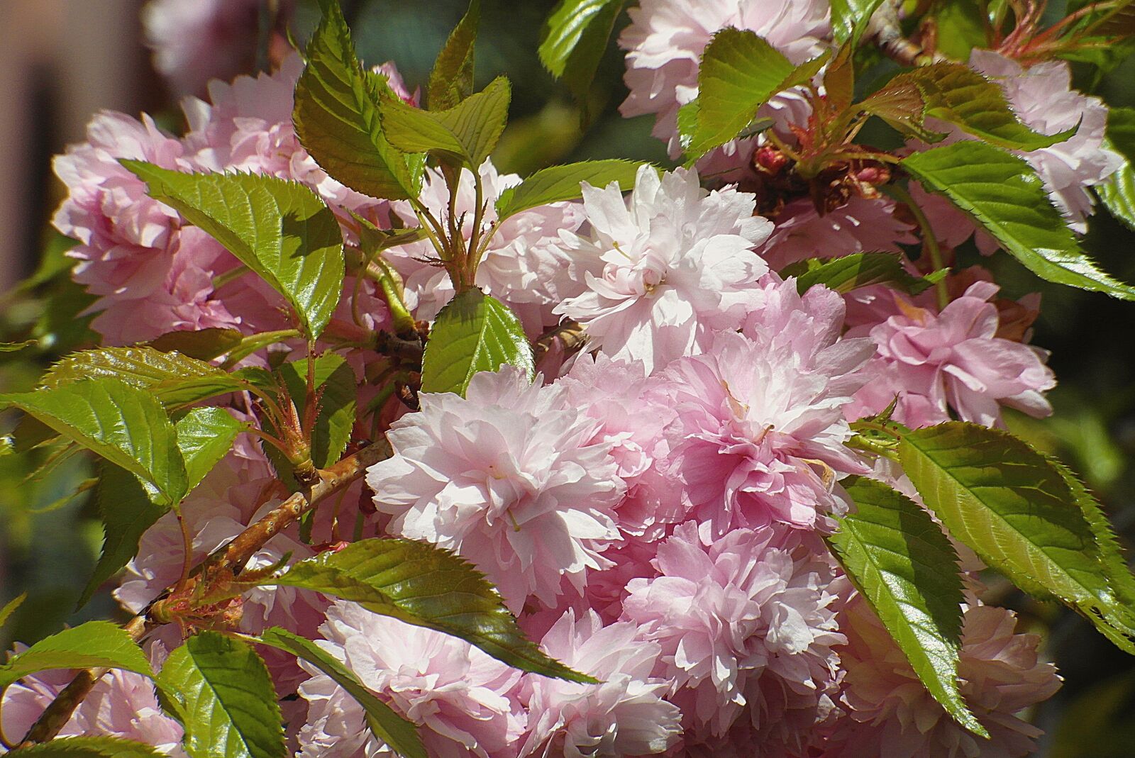 Samsung WB750 sample photo. Cherry japanese, fancy, cherry photography