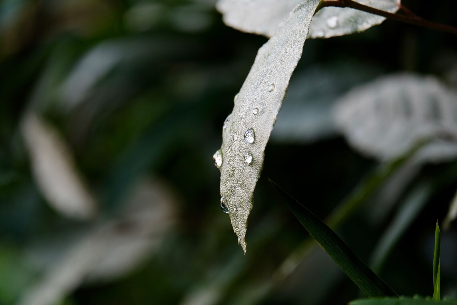 Fujifilm XF 55-200mm F3.5-4.8 R LM OIS sample photo. Leafs, after rain, water photography