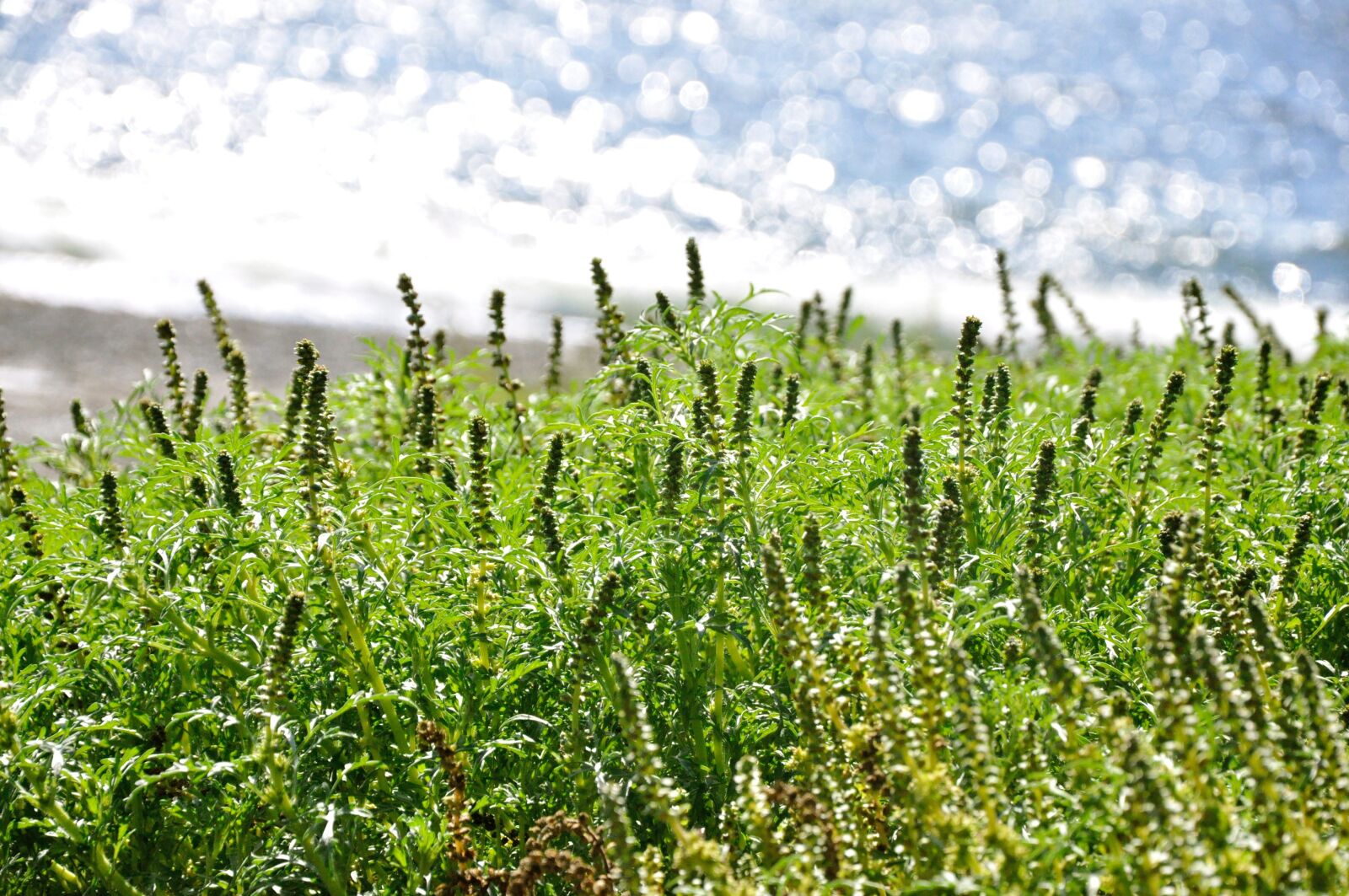 Nikon D90 sample photo. West, coast, plant photography