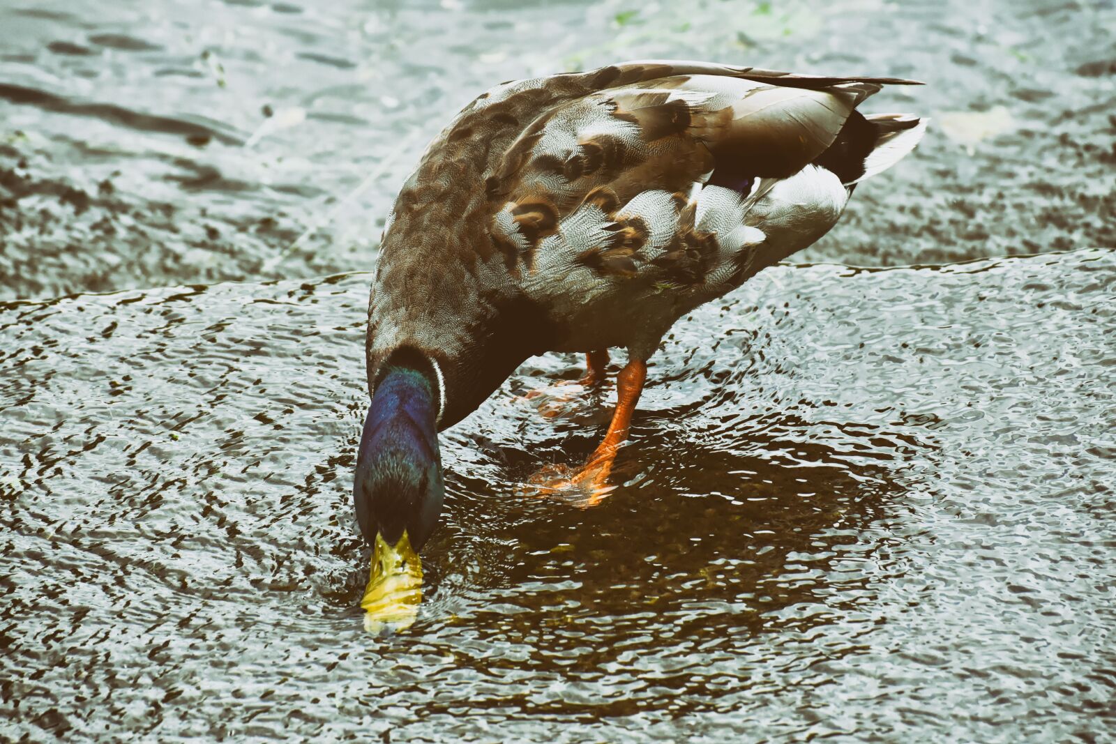 Nikon D7200 sample photo. Drake, mallard, water bird photography