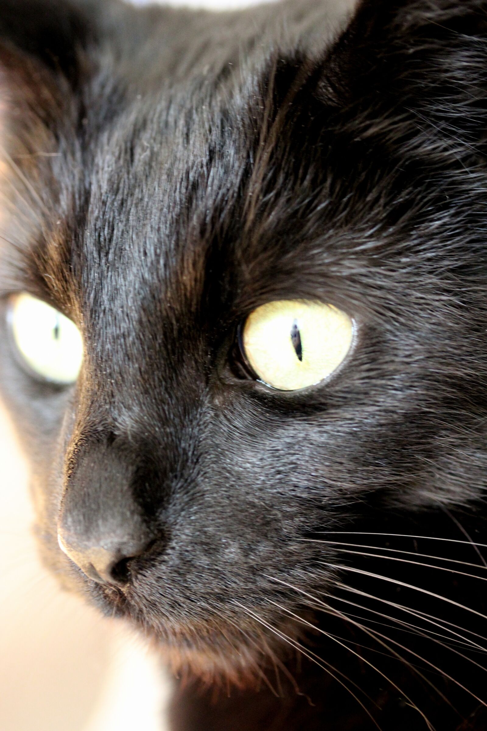 Canon EF-S 60mm F2.8 Macro USM sample photo. Cute, cat, animal photography