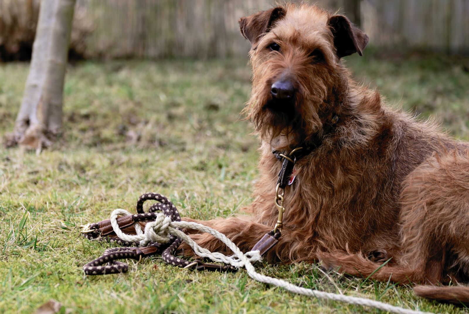 Nikon D610 sample photo. Connection, leash, connected photography