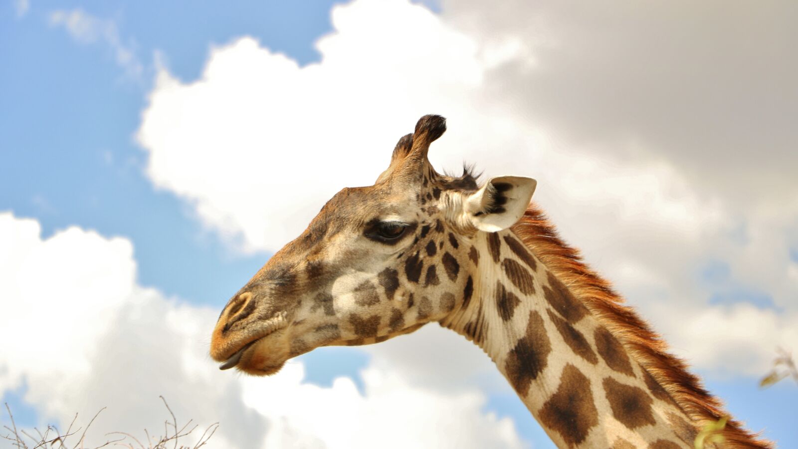 Canon EOS 760D (EOS Rebel T6s / EOS 8000D) sample photo. Giraffe, sky, animal photography