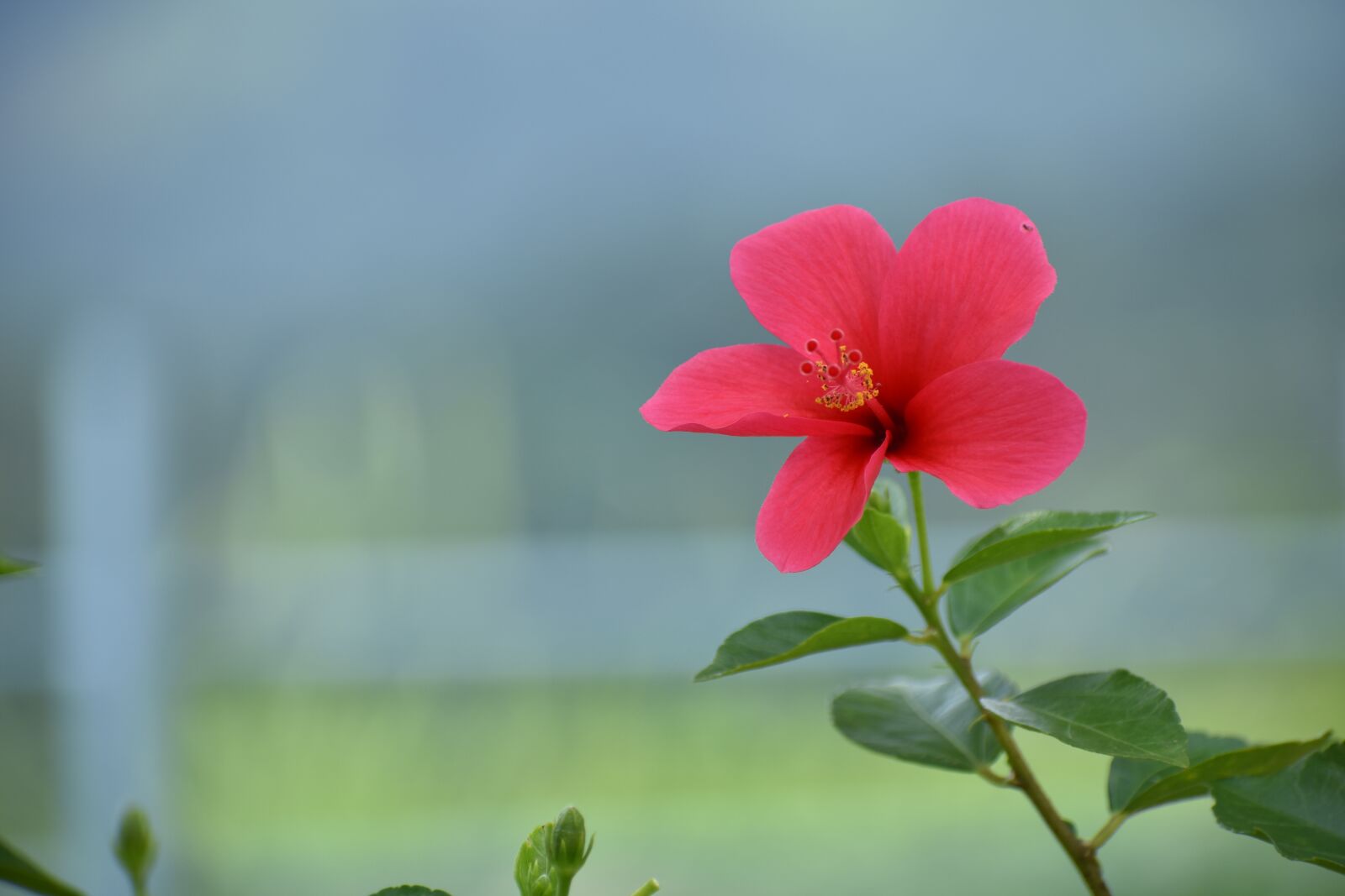 Nikon D3400 sample photo. Kerala, floral, nature photography