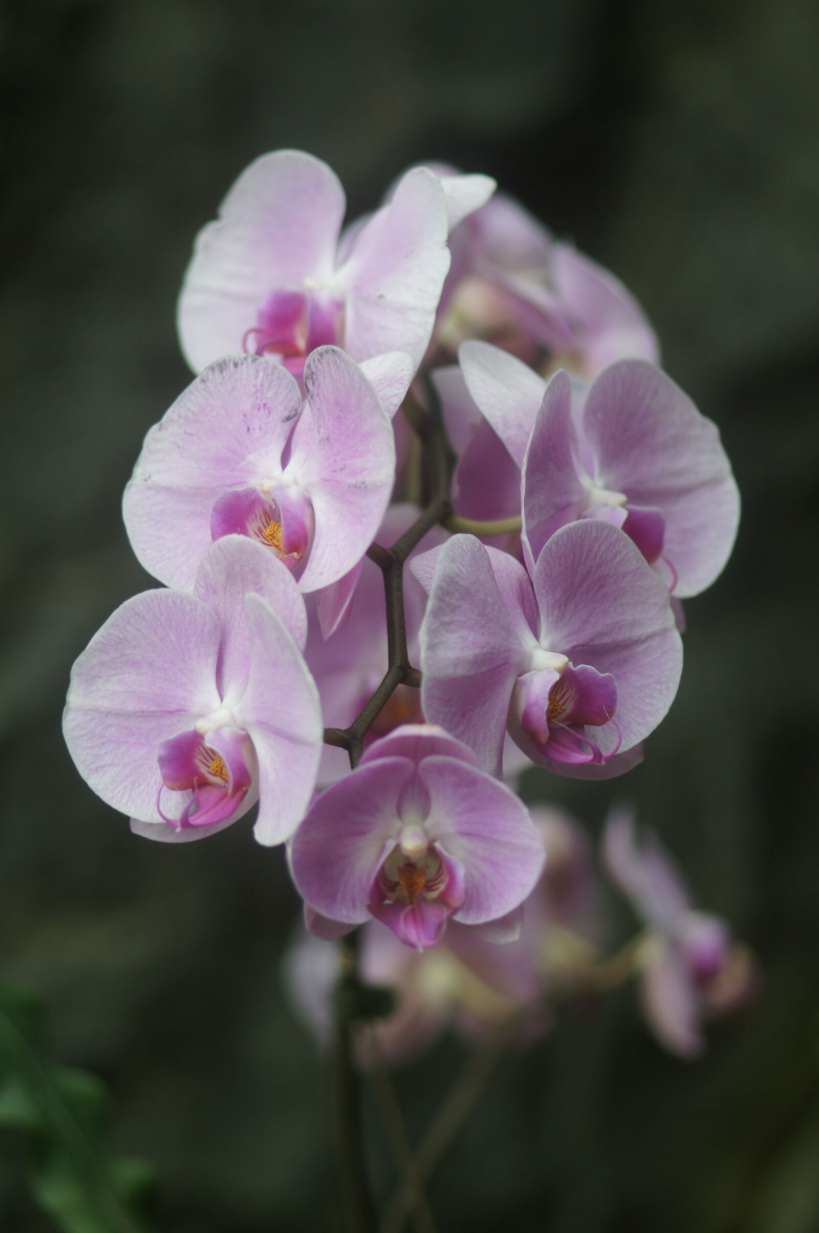 Sony SLT-A55 (SLT-A55V) + Tamron SP AF 90mm F2.8 Di Macro sample photo. Orchid, flower, plant photography