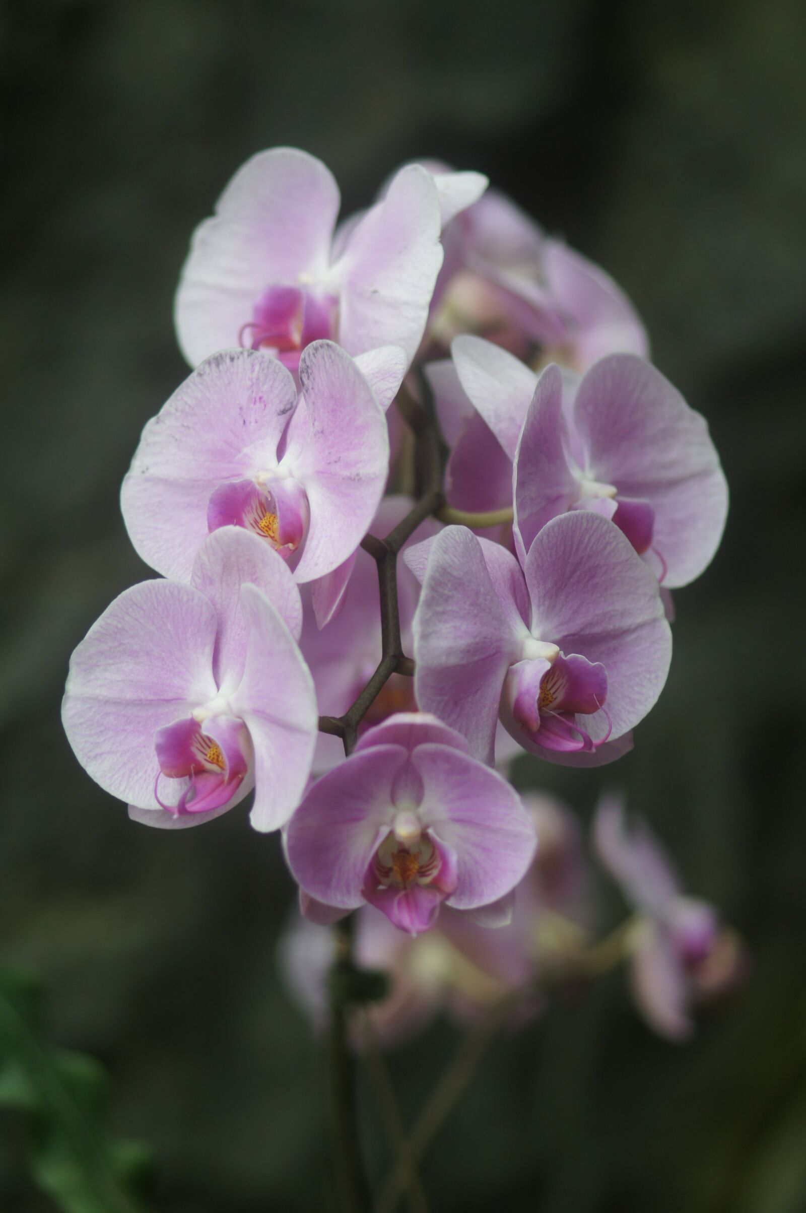 Tamron SP AF 90mm F2.8 Di Macro sample photo. Orchid, flower, plant photography