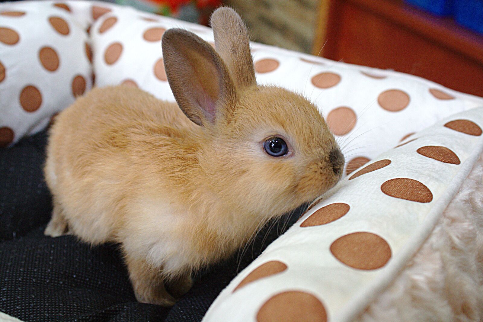 Canon EOS 400D (EOS Digital Rebel XTi / EOS Kiss Digital X) sample photo. Happy easter, bunny, favorite photography