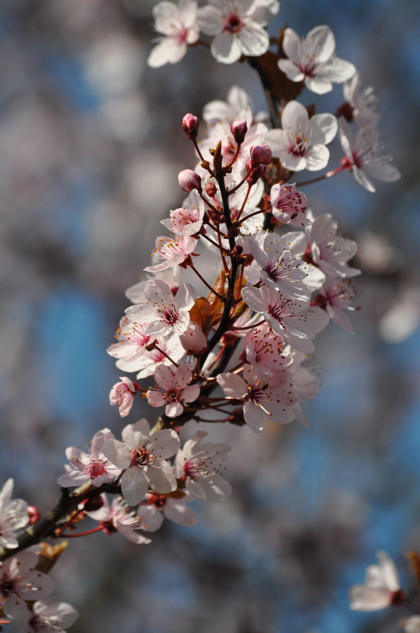 Nikon D5000 sample photo. Flowers, blossom, flowering twig photography