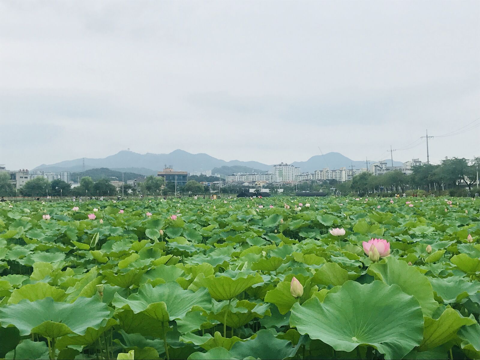 iPhone 7 back camera 3.99mm f/1.8 sample photo. Lotus, research field, nature photography