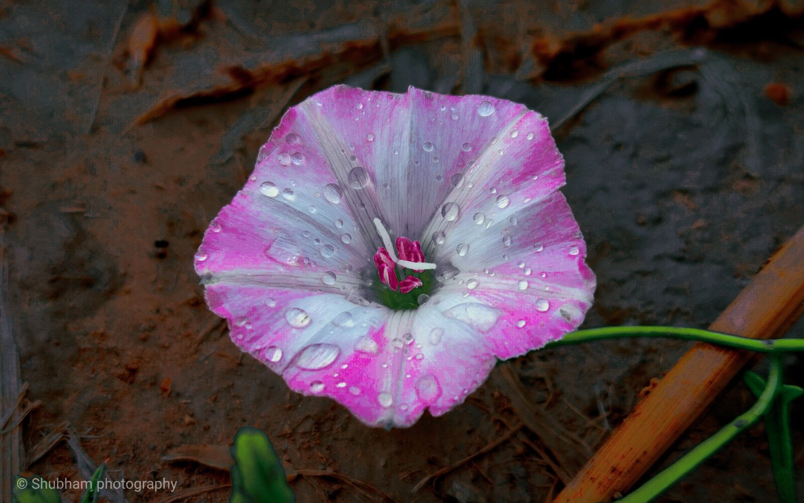 Realme 3 PRO sample photo. Photography, flower, shoot photography