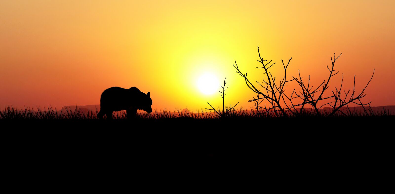 Panasonic Lumix DMC-FZ200 sample photo. Sunset, nature, bear photography