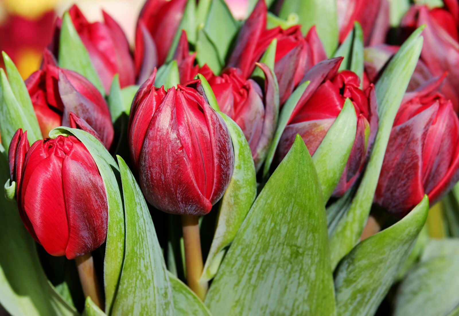 Fujifilm XF 55-200mm F3.5-4.8 R LM OIS sample photo. Tulips, flower, blossom photography