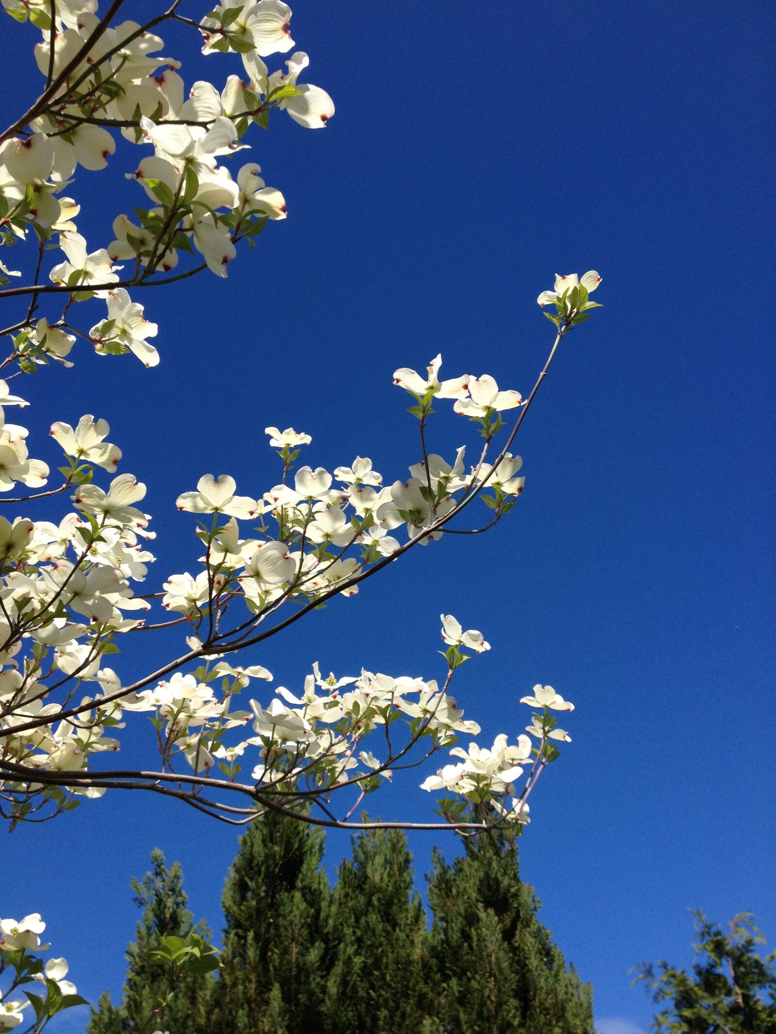 Apple iPhone 4S sample photo. Dogwood, blue, sky photography