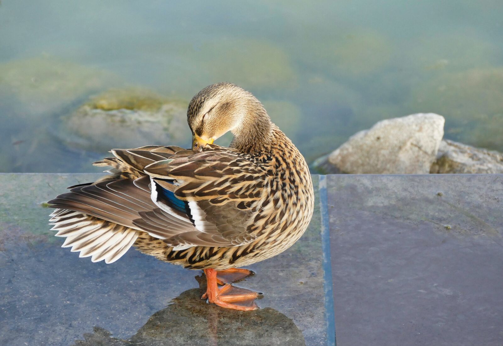 Panasonic Lumix DMC-FZ1000 sample photo. Duck, bird, nature photography