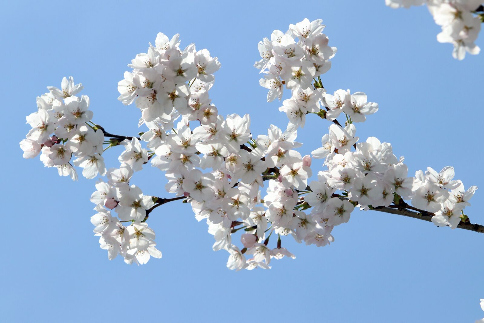 Canon EF 70-200mm F2.8L USM sample photo. Cherry blossom, spring, flowers photography