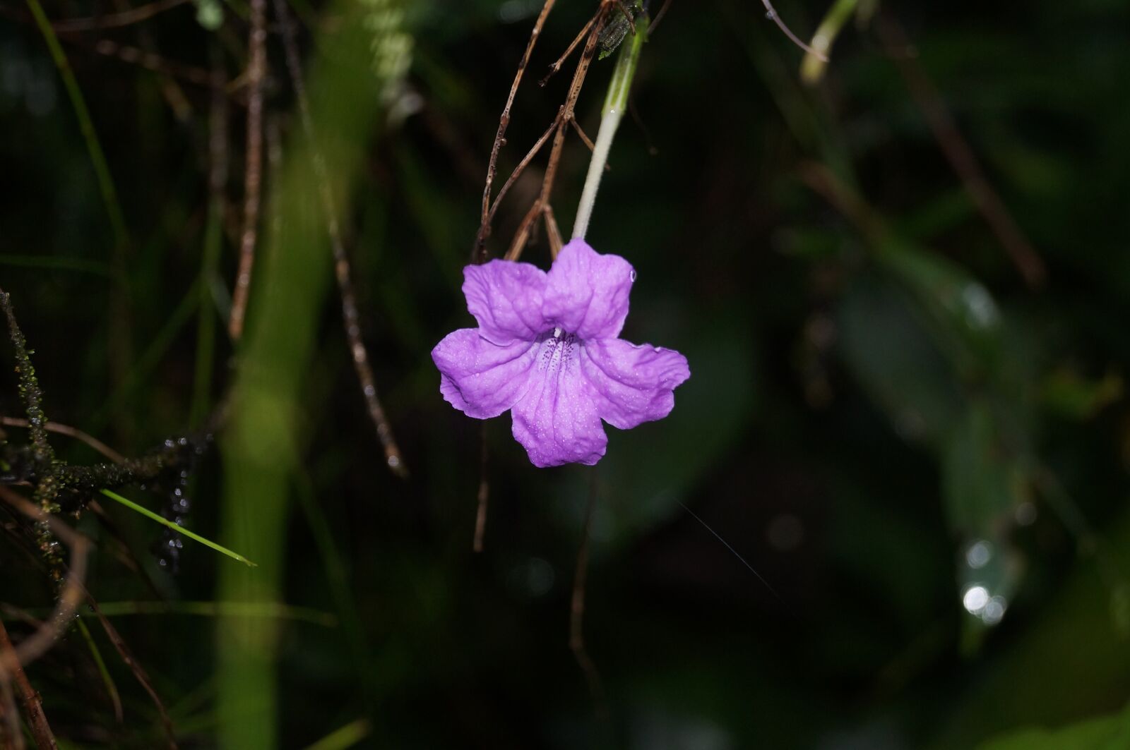 Sony SLT-A37 sample photo. Flower, nature, garden photography