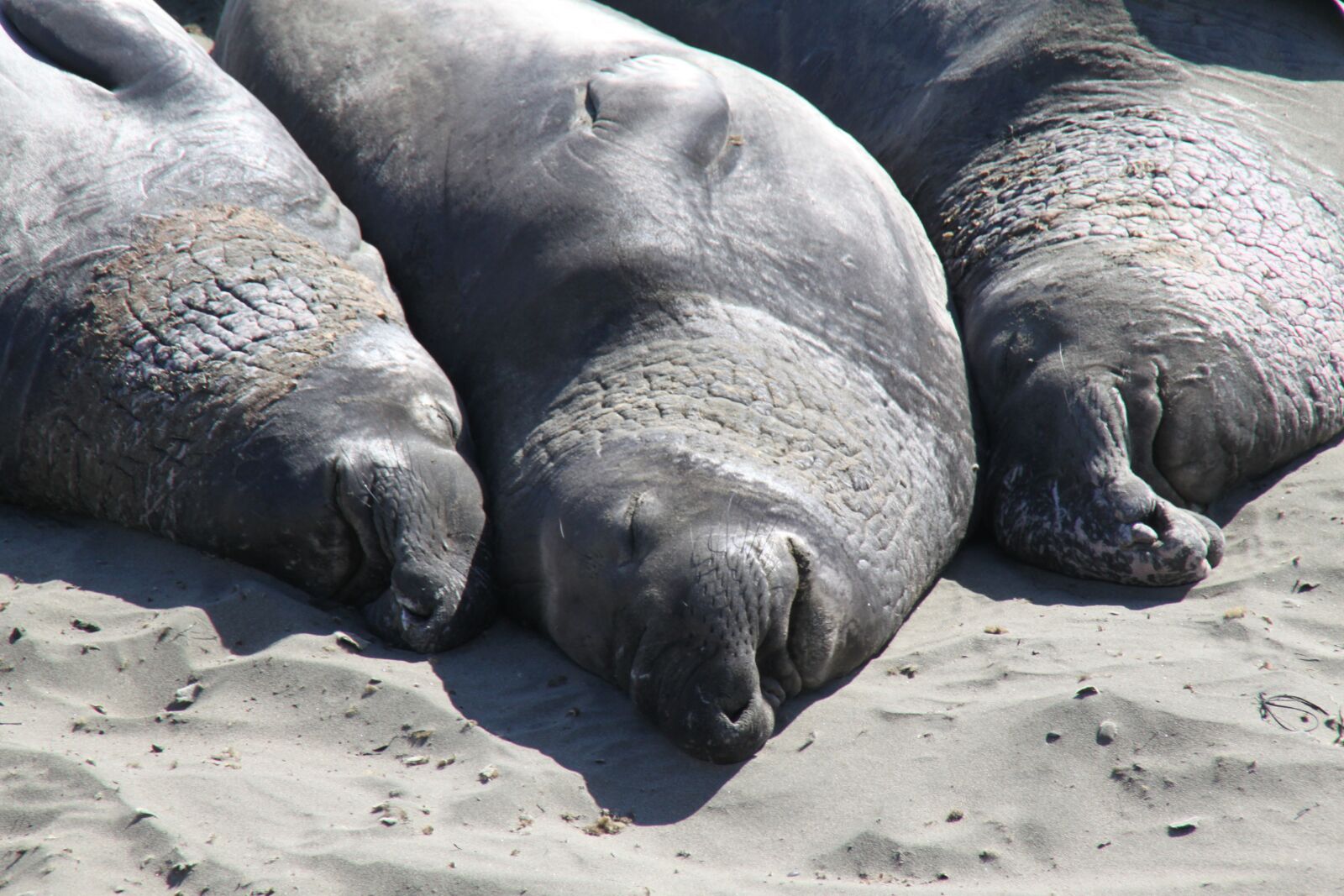 TAMRON 18-200mm F/3.5-6.3 DiII A14E sample photo. Elephant, seal, coast photography