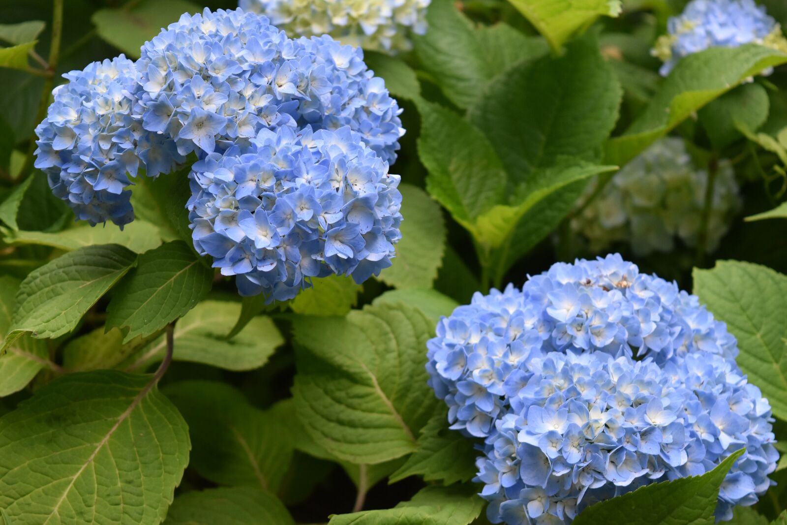 Nikon D5500 sample photo. Flowers, flower, hydrangea photography