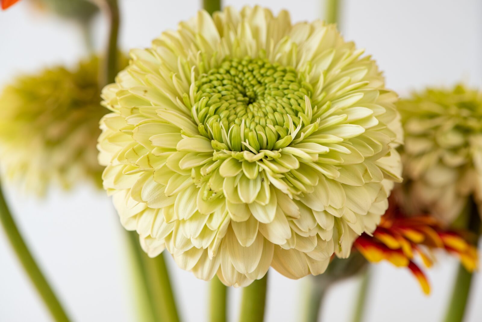 Nikon D750 sample photo. Gerbera, flower, blossom photography