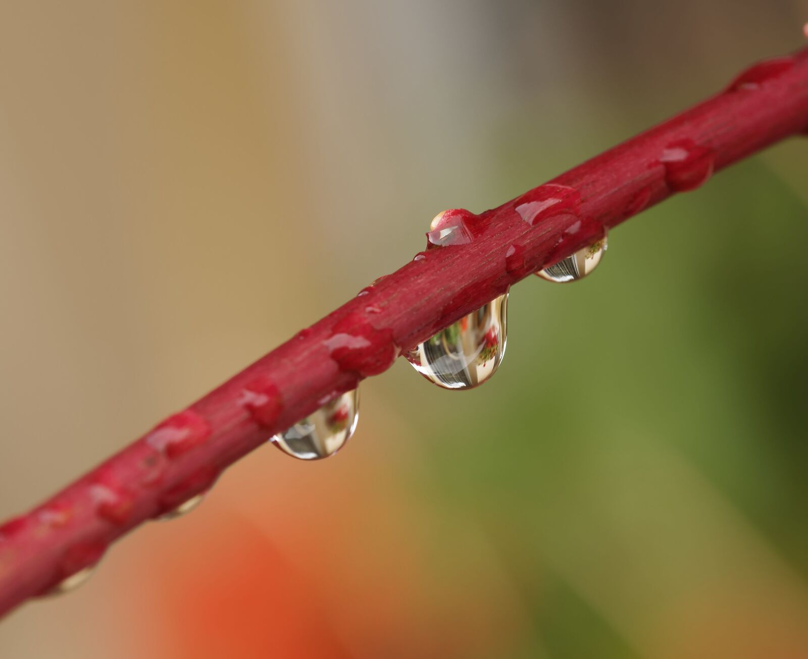 Olympus M.Zuiko Digital ED 60mm F2.8 Macro sample photo. Nature, water drops, drop photography