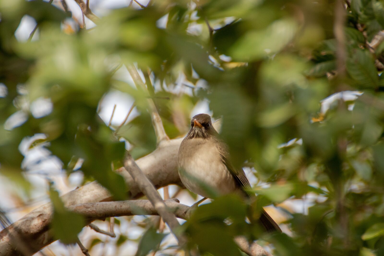 Canon EOS 200D (EOS Rebel SL2 / EOS Kiss X9) sample photo. Bird, animal, small bird photography