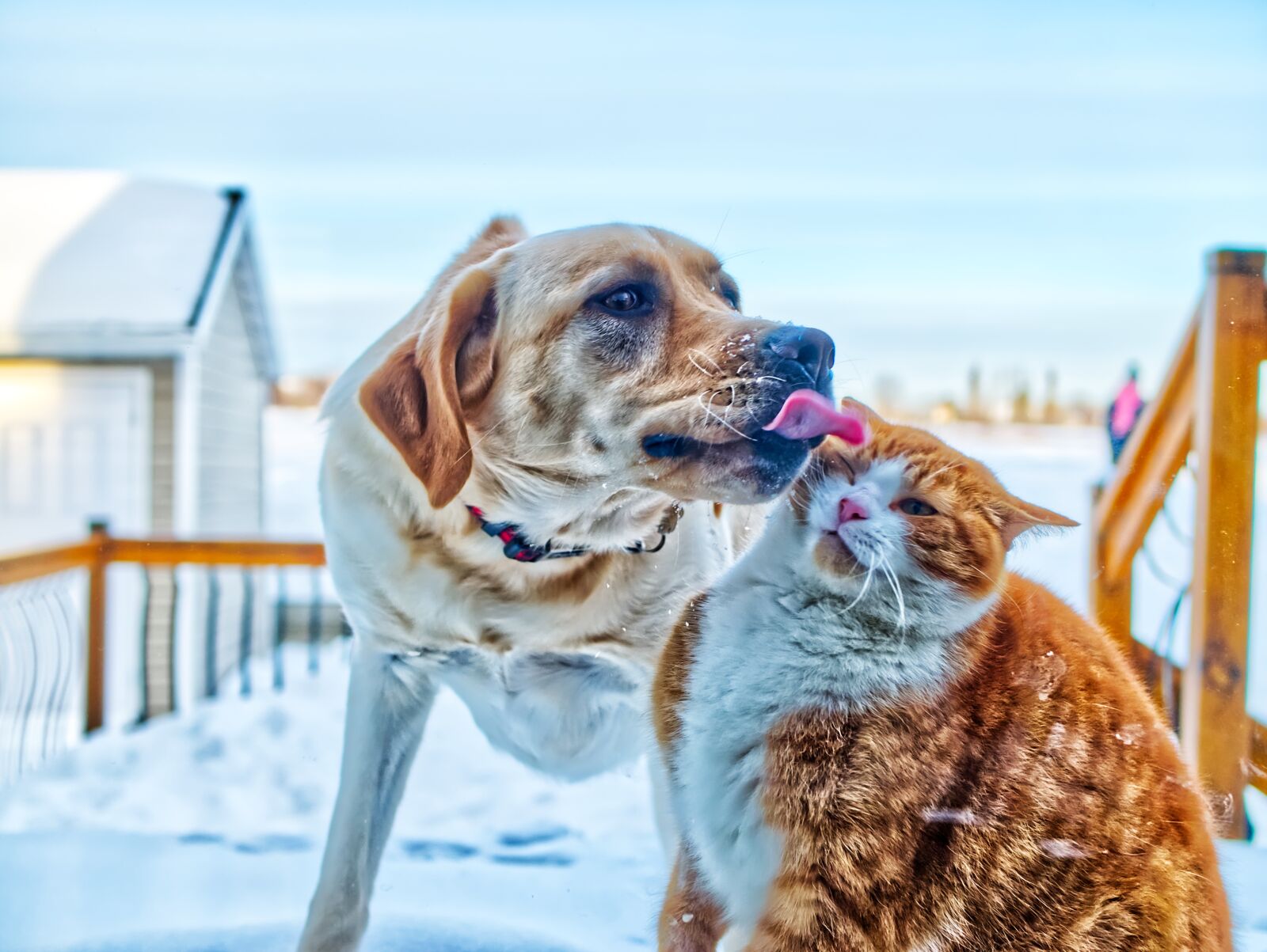 Panasonic Lumix DMC-G7 + Panasonic Lumix G 25mm F1.7 ASPH sample photo. Dog, cat, animals photography