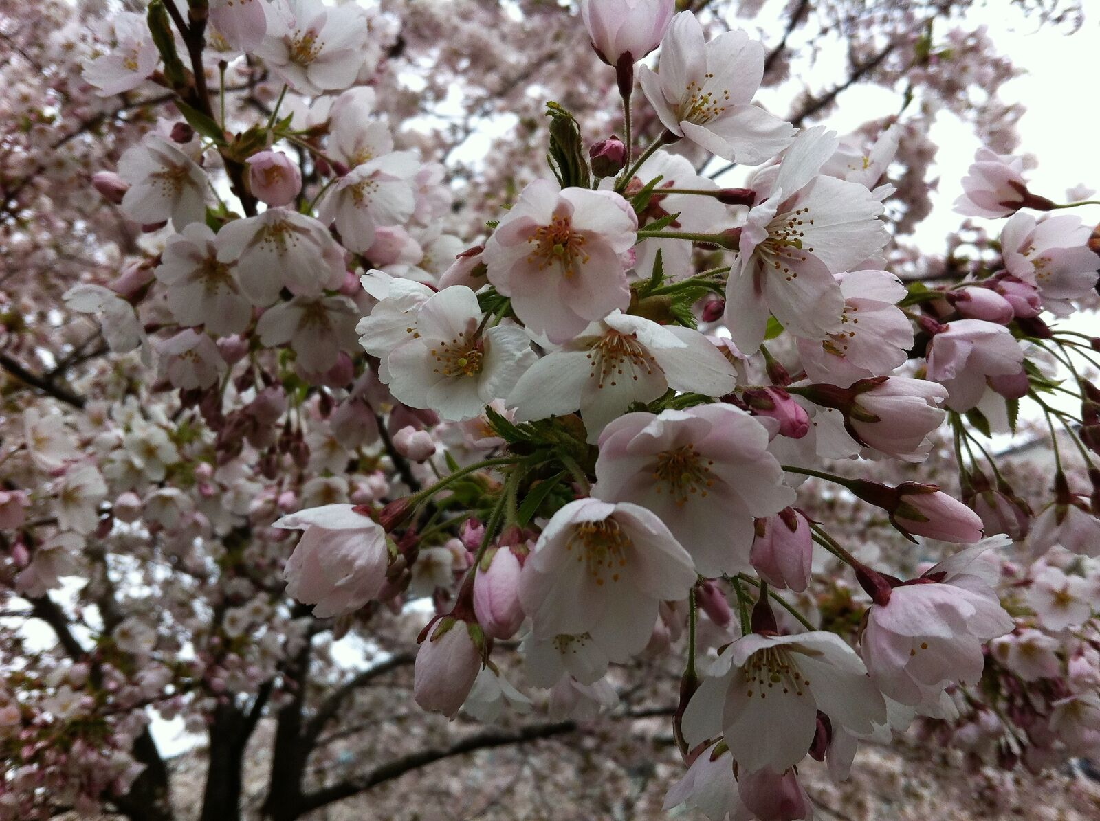 iPhone 4 back camera 3.85mm f/2.8 sample photo. Cherry flowers, spring, flower photography