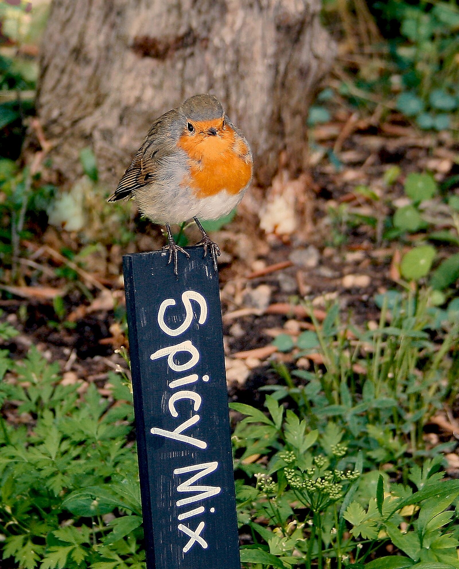 Canon EOS 400D (EOS Digital Rebel XTi / EOS Kiss Digital X) sample photo. Robin, redbreast, bird photography