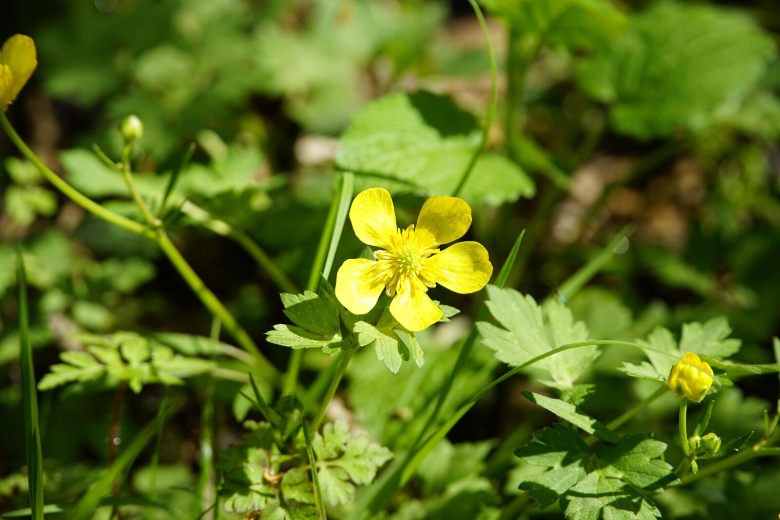 Sony a7R II + Sony E PZ 18-105mm F4 G OSS sample photo. Buttercup, flower, yellow photography