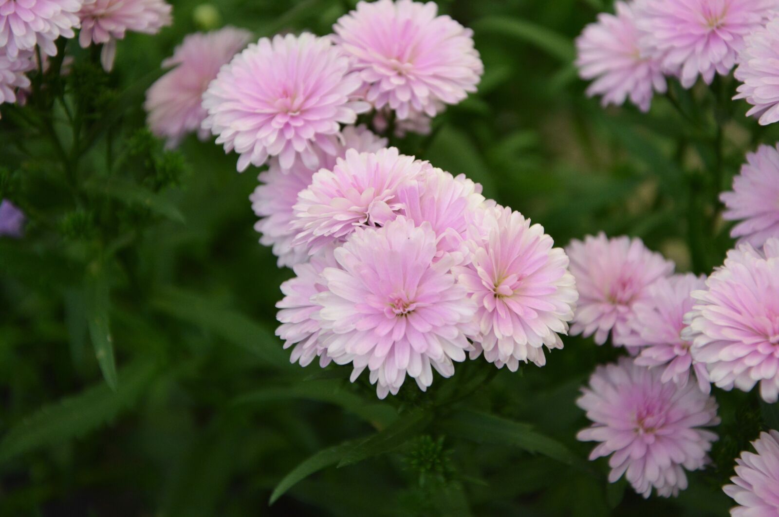 Nikon D5200 sample photo. Pink flowers, nature, green photography