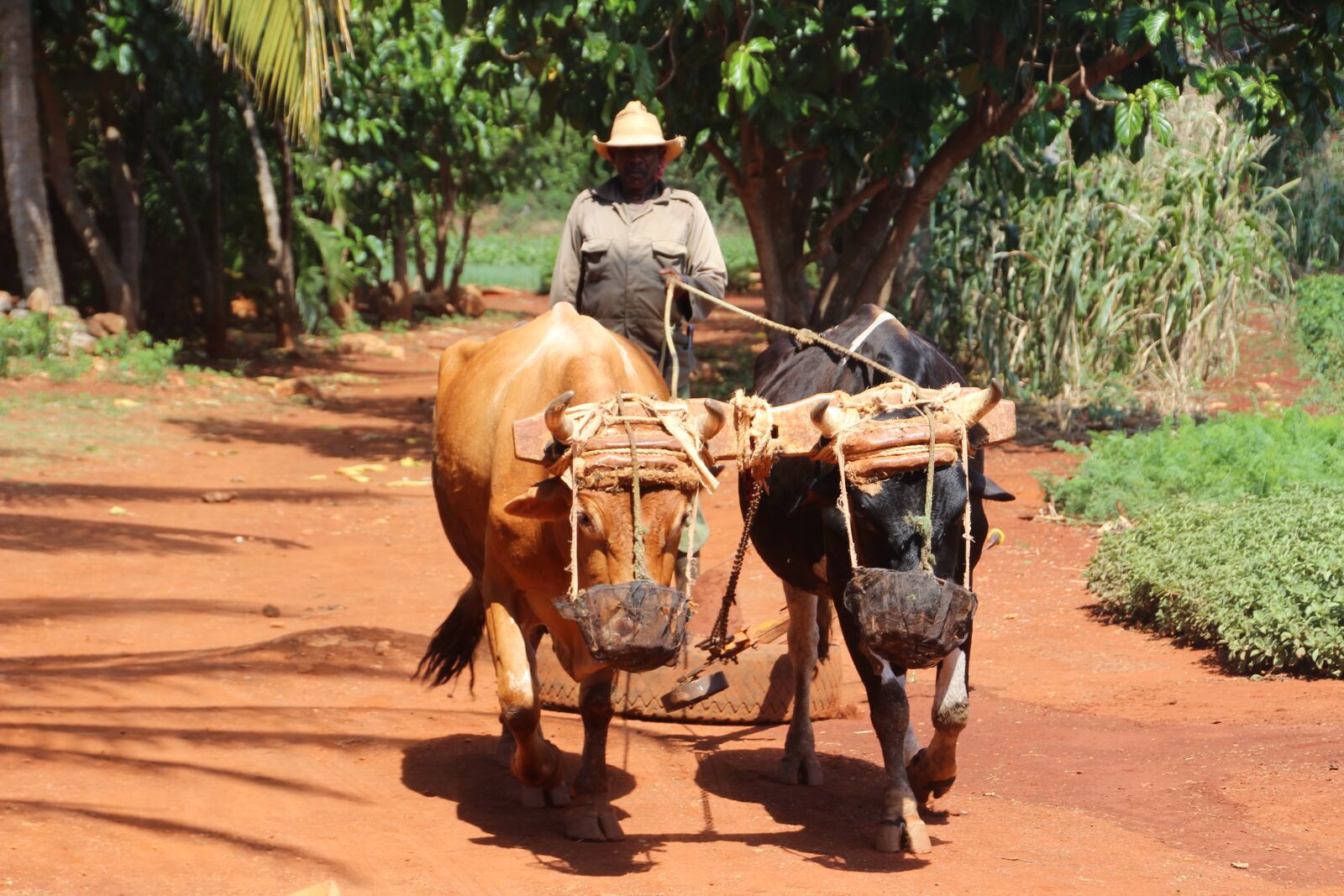 Canon EOS 600D (Rebel EOS T3i / EOS Kiss X5) sample photo. Farmer, cuba, oxen photography