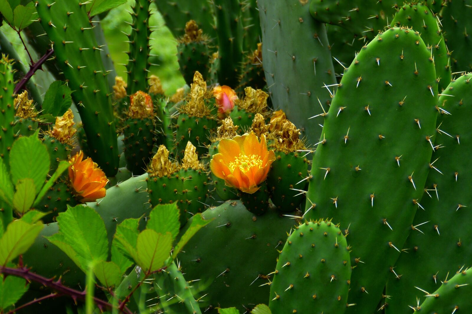 Panasonic Lumix DMC-FZ150 sample photo. Cactus, plant, prickly photography