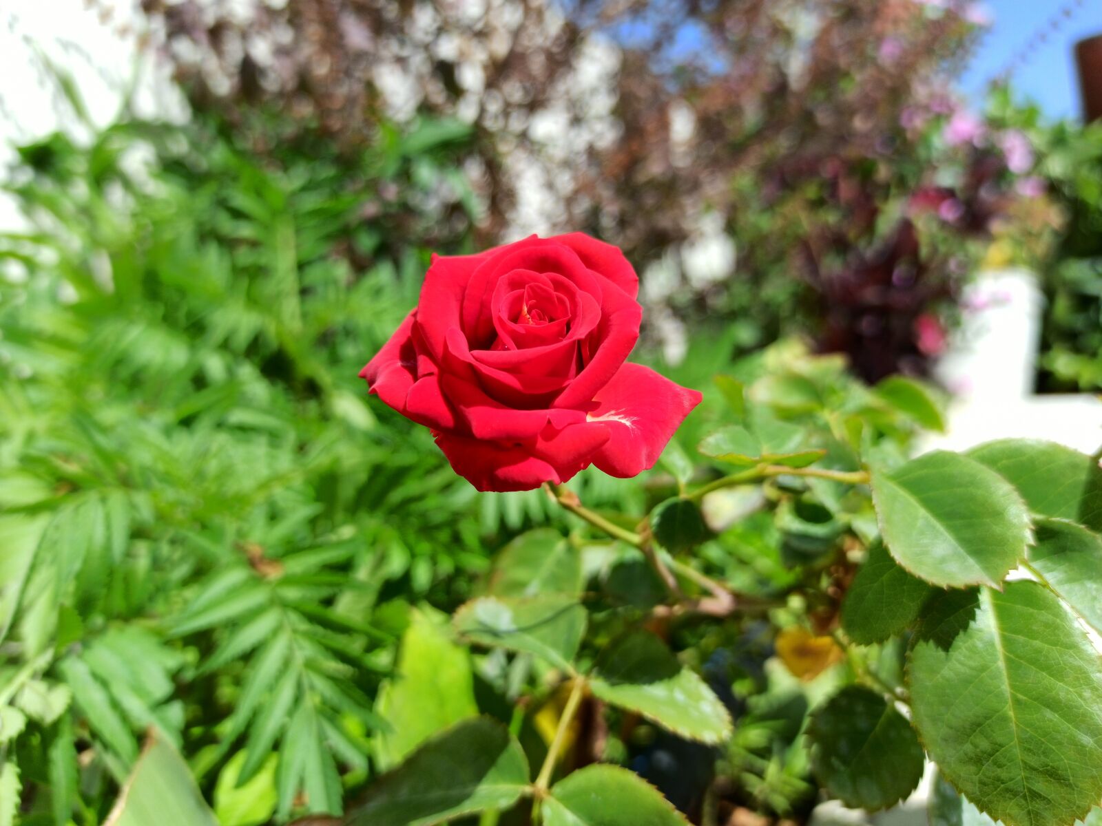 Xiaomi Redmi Note 8 Pro sample photo. Rose, nature, wedding photography