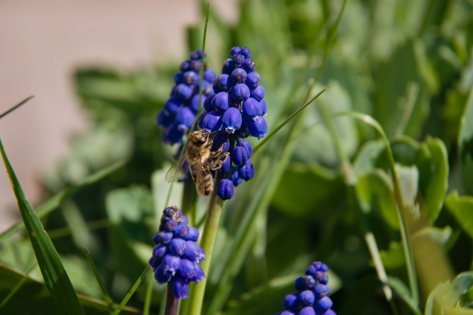 Nikon D5300 sample photo. Muscari, flower, blue photography