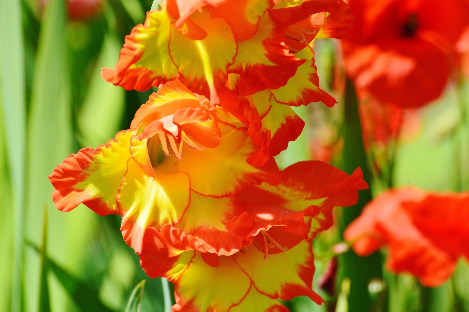 Nikon D3200 sample photo. Flower, red, yellow photography