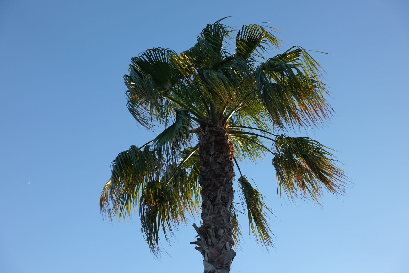 Sony Cyber-shot DSC-RX100 III sample photo. Palm, palm tree, beach photography