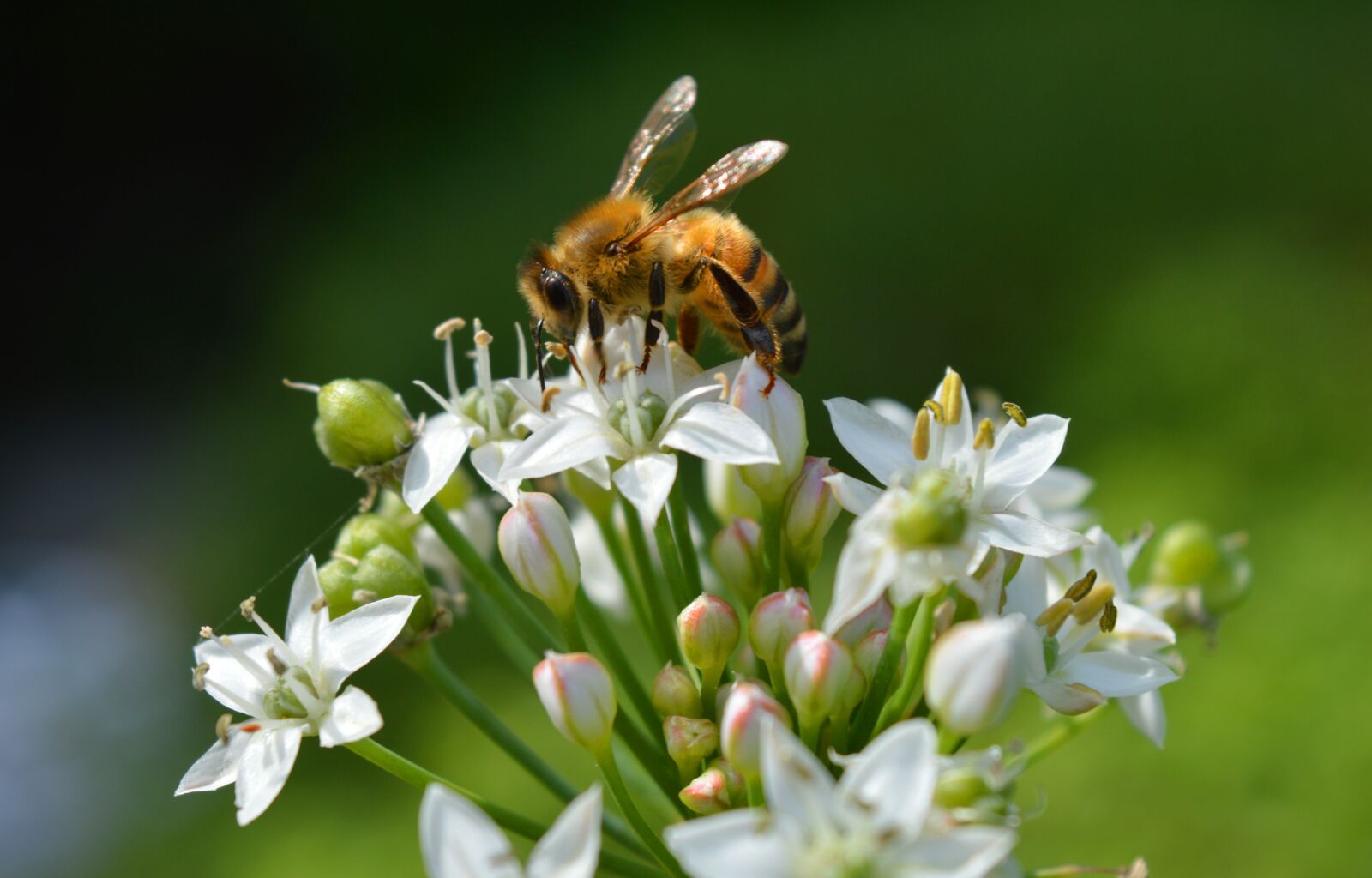 Nikon D3200 sample photo. Cut garlic, blossom, bloom photography