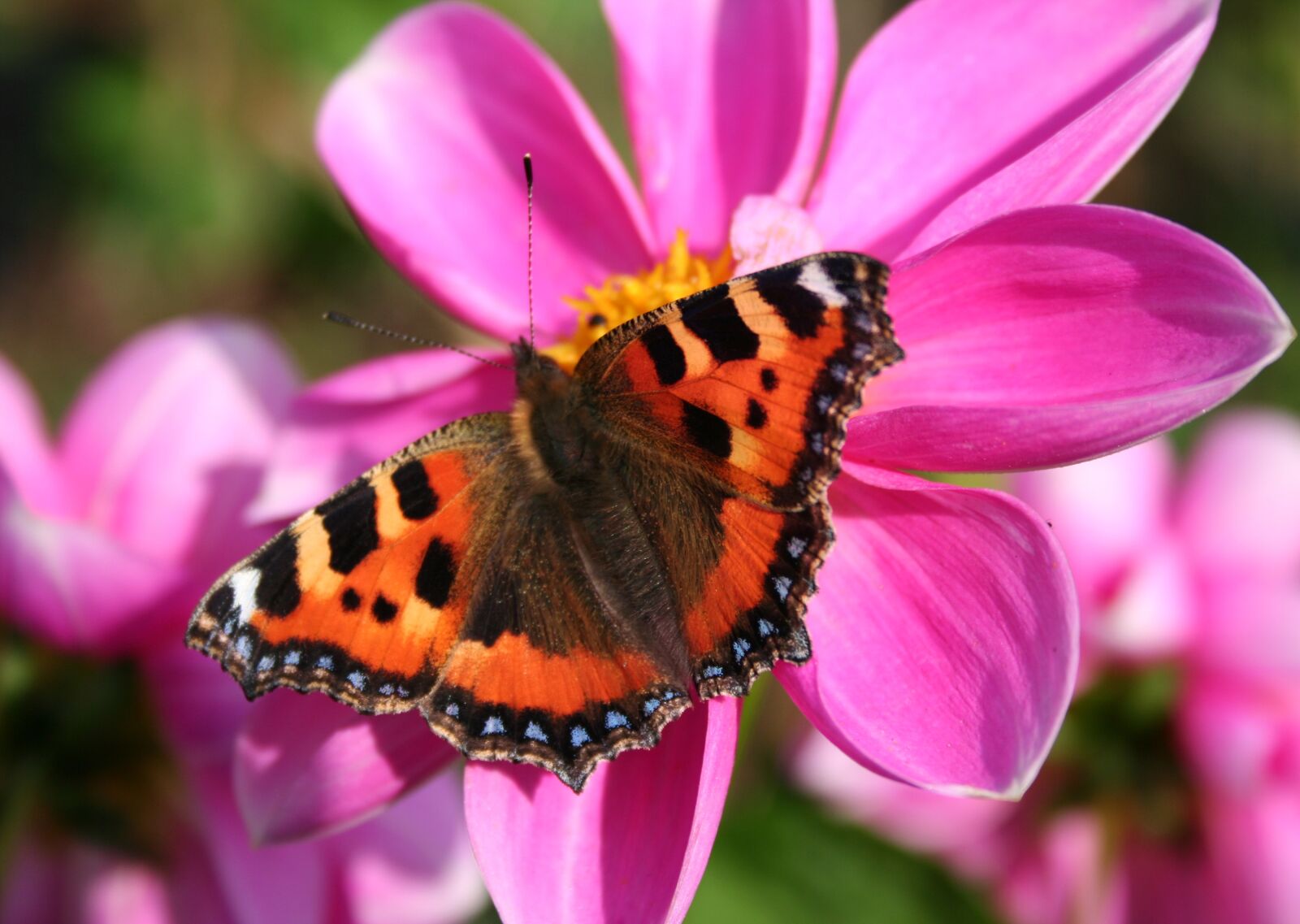 Canon EOS 350D (EOS Digital Rebel XT / EOS Kiss Digital N) sample photo. Butterfly, pink, red admiral photography