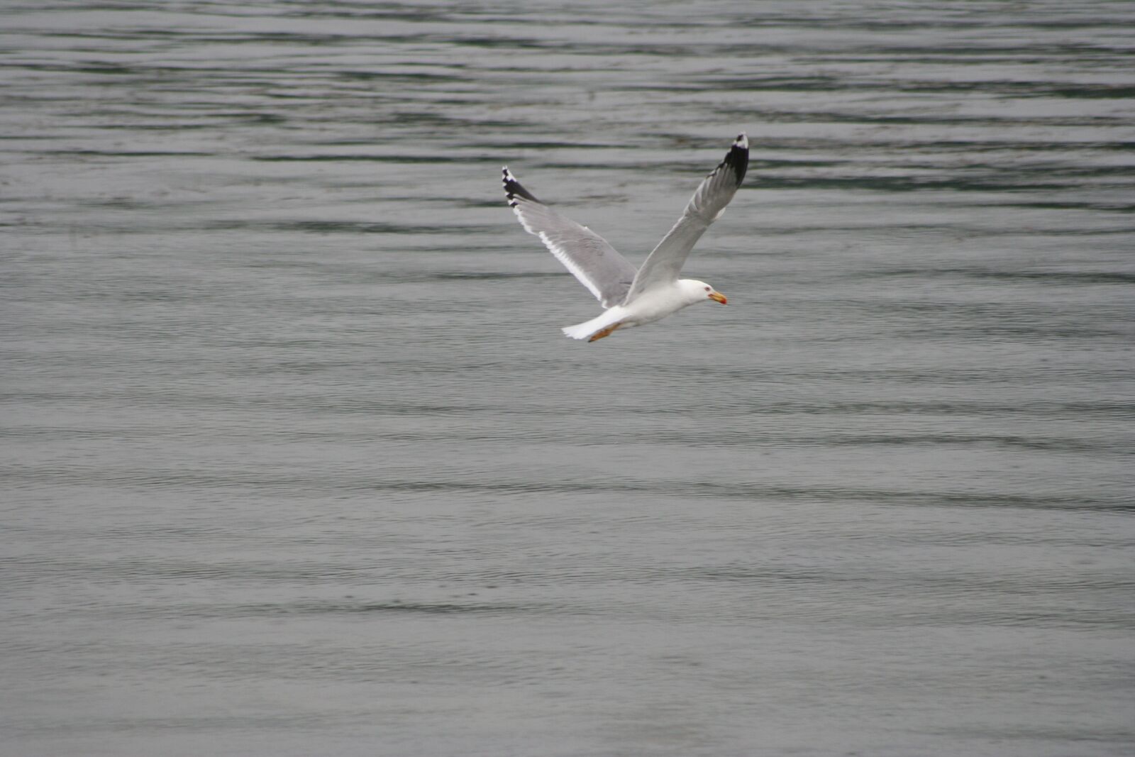 Canon EOS 350D (EOS Digital Rebel XT / EOS Kiss Digital N) sample photo. Seagull, bird, rhine photography