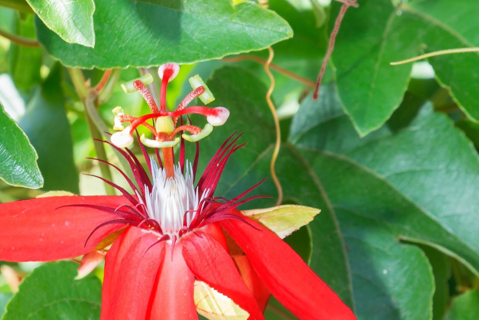 Tamron SP 24-70mm F2.8 Di VC USD sample photo. Botanic garden, puerto vallarta photography