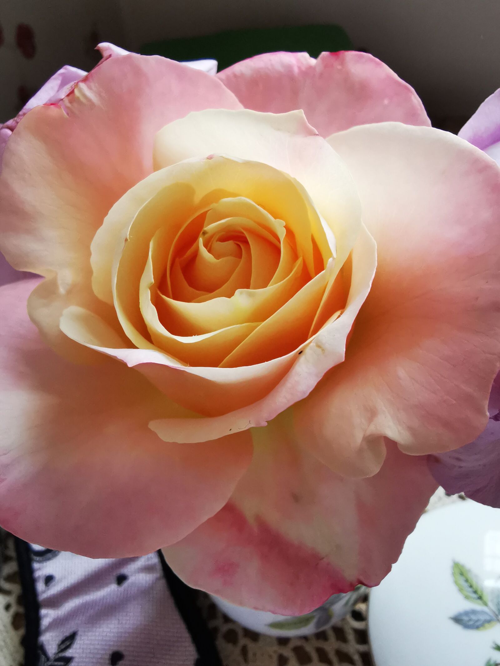 HUAWEI P30 sample photo. Pink rose, dusky rose photography