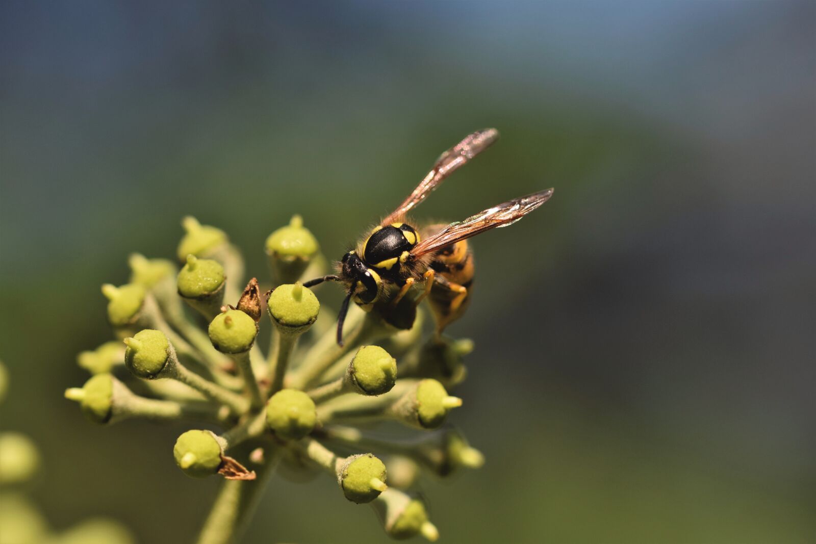 Nikon D7200 sample photo. Wasp, insect, wing photography