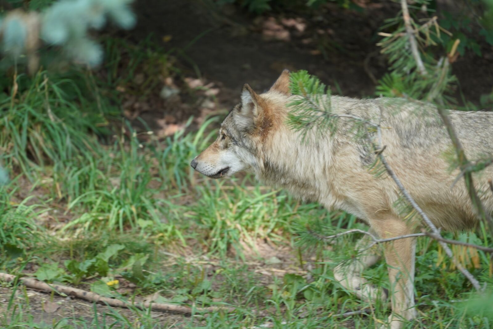 Sony FE 70-300mm F4.5-5.6 G OSS sample photo. Wolf, animal, forest photography