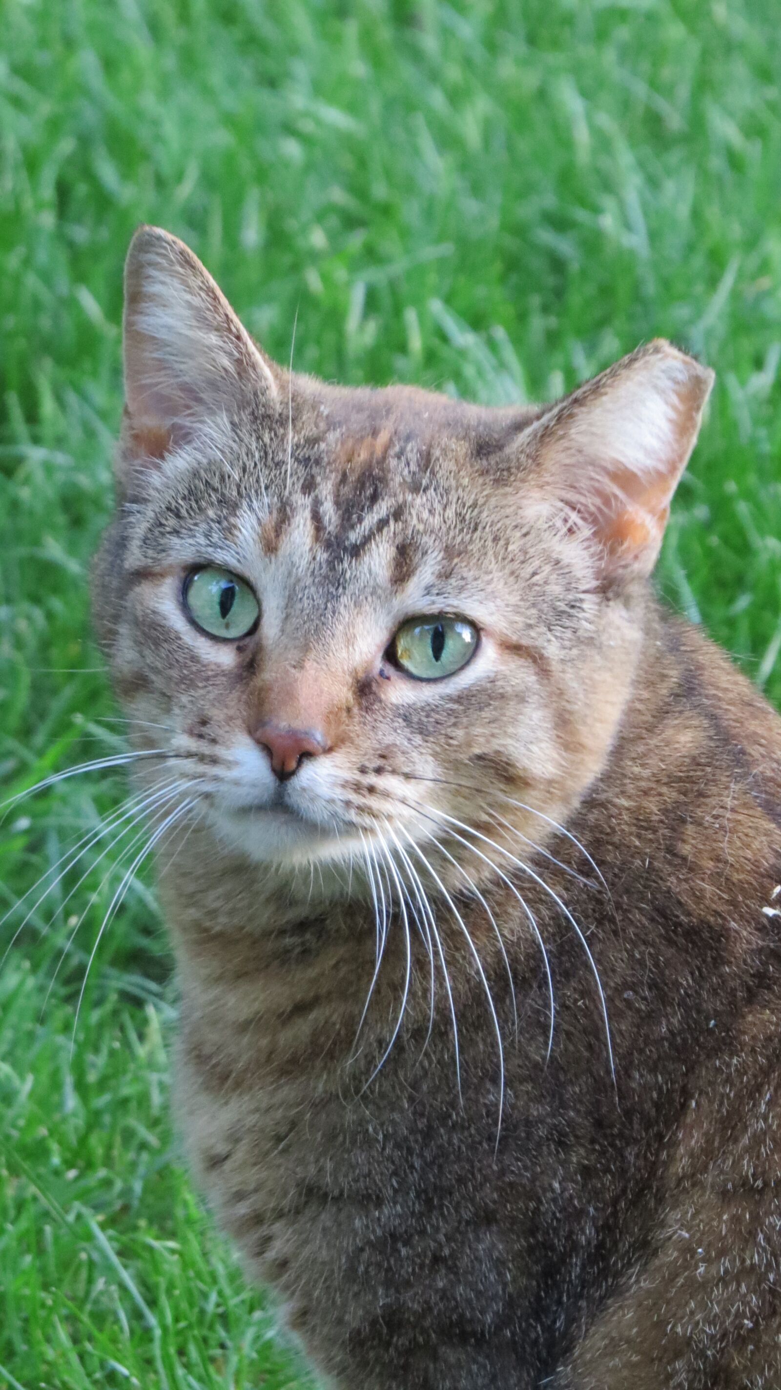 Canon PowerShot SX50 HS sample photo. Cat, feral, feline photography