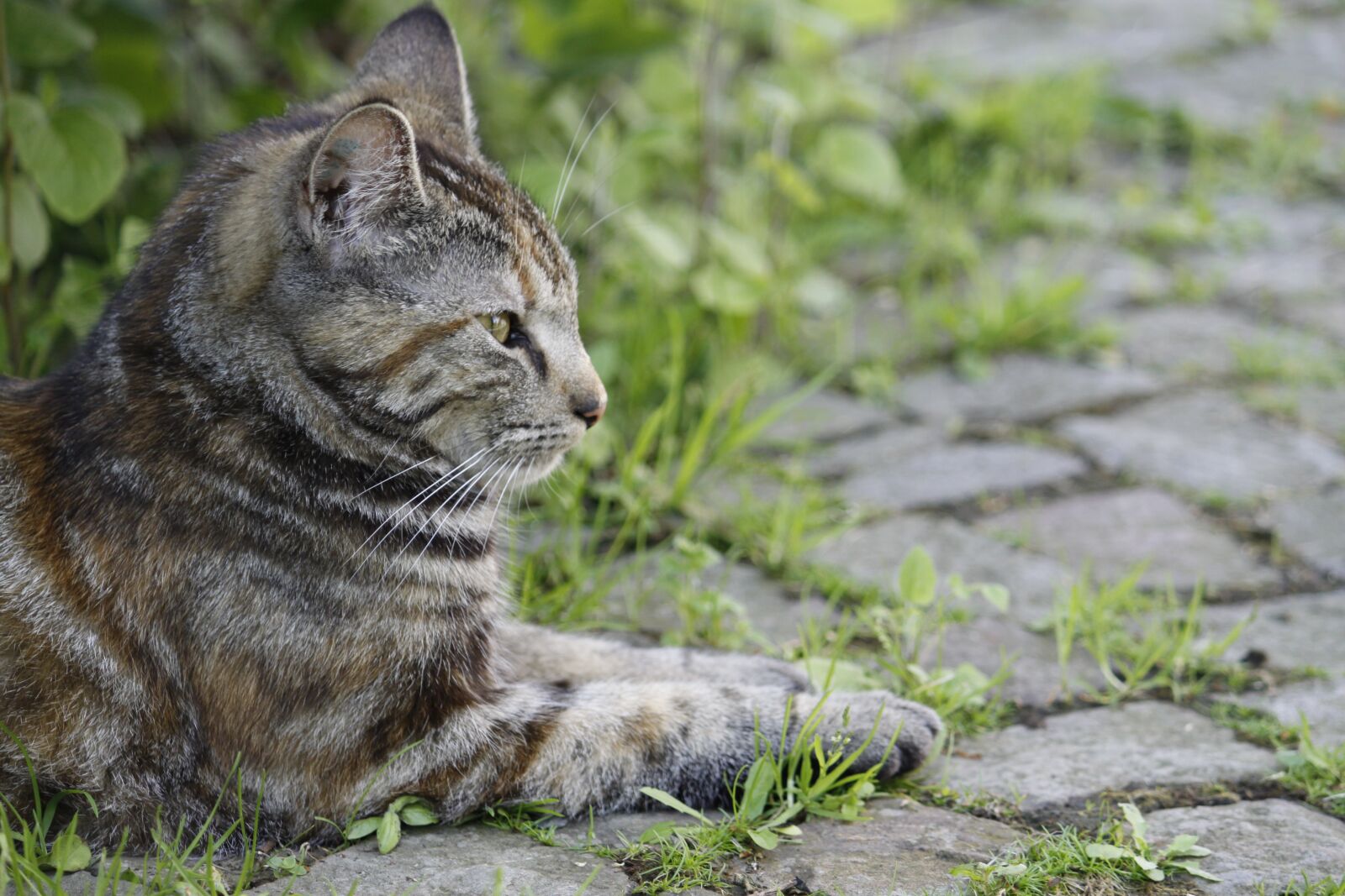 Canon EOS 50D sample photo. Cat, animal, grey photography