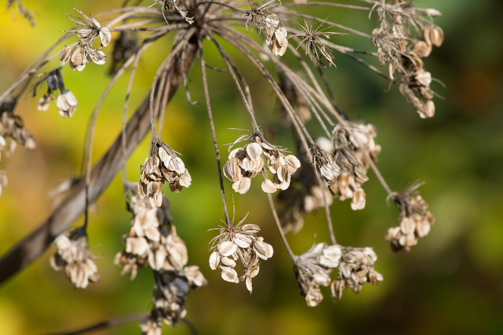 Nikon D7100 sample photo. Seeds, nature, autumn photography