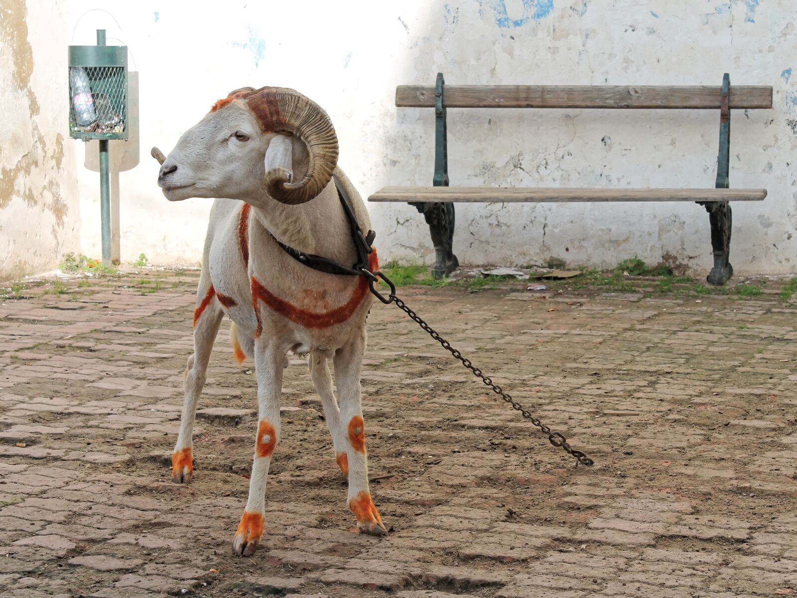 Canon EOS 1100D (EOS Rebel T3 / EOS Kiss X50) sample photo. Bock, mutton, sheep photography